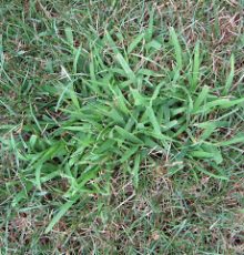 Large crabgrass AP 01